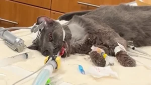 A cat laying on top of some papers