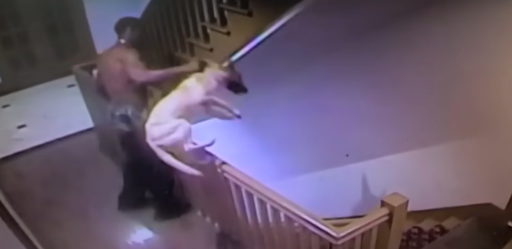 A dog jumping up off the stairs to catch something