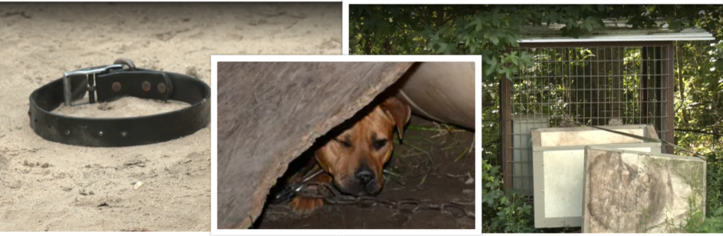 A dog hiding under the cover of a tree.
