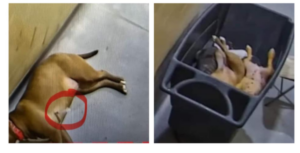 A dog laying on the ground and another dog in a trash can.