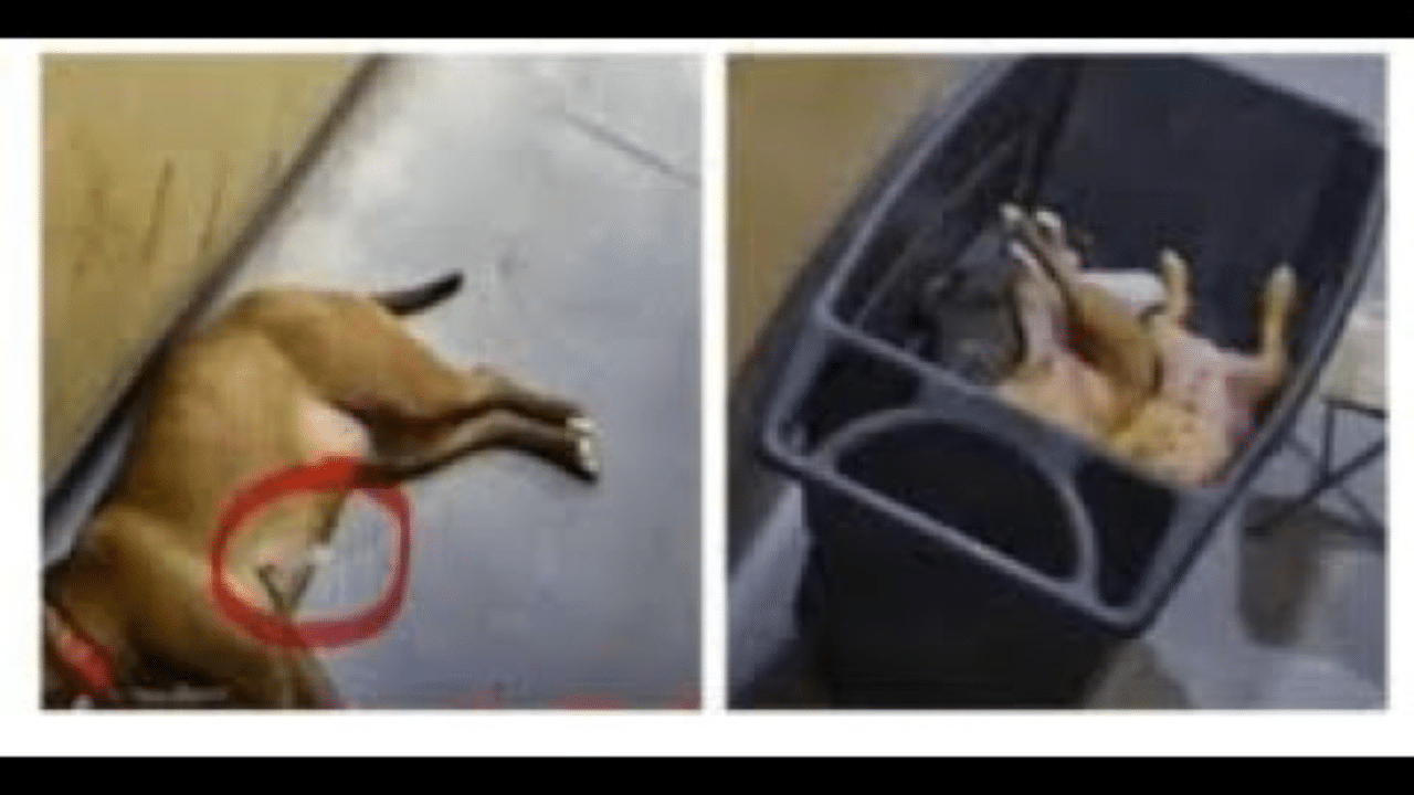 A dog is laying down on the ground and another dog in a trash can.