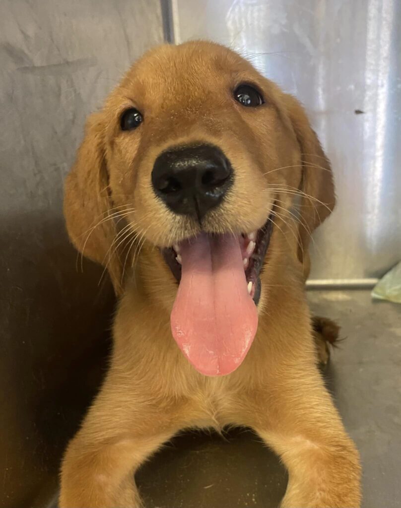 A dog with its tongue hanging out.