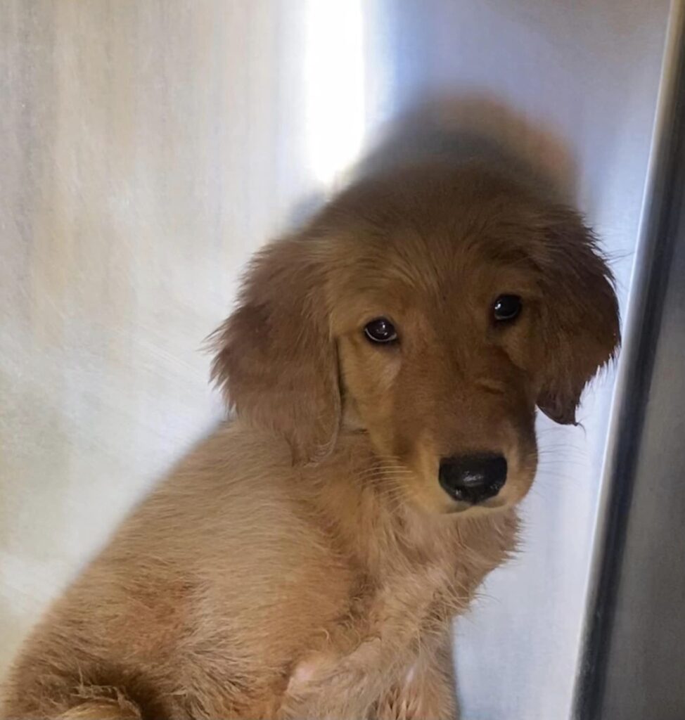 A dog sitting in the sunlight looking at something.