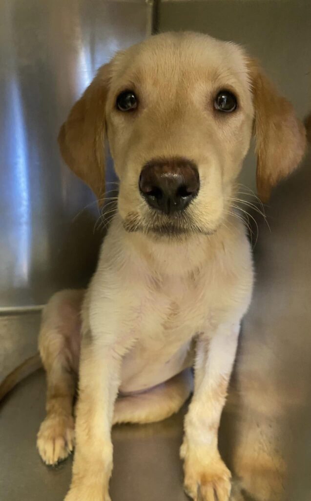 A dog sitting in its cage looking at the camera.