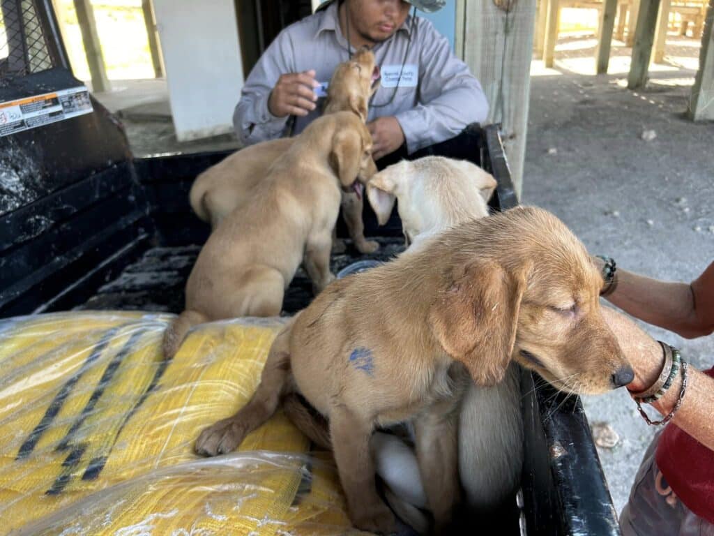 A man sitting in the back of a truck with three dogs.