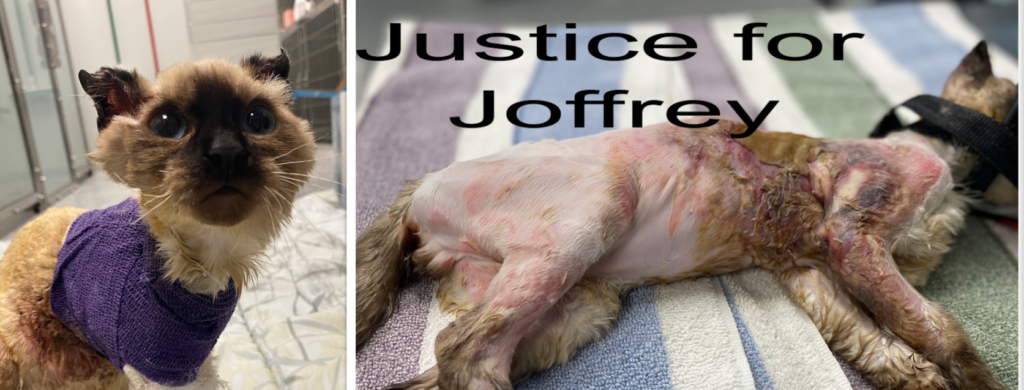 A dog that has been shaved and is laying down.
