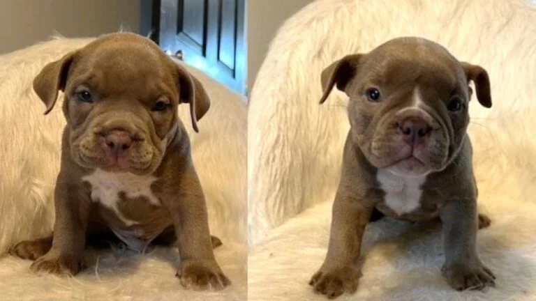A brown puppy sitting on top of a white couch.