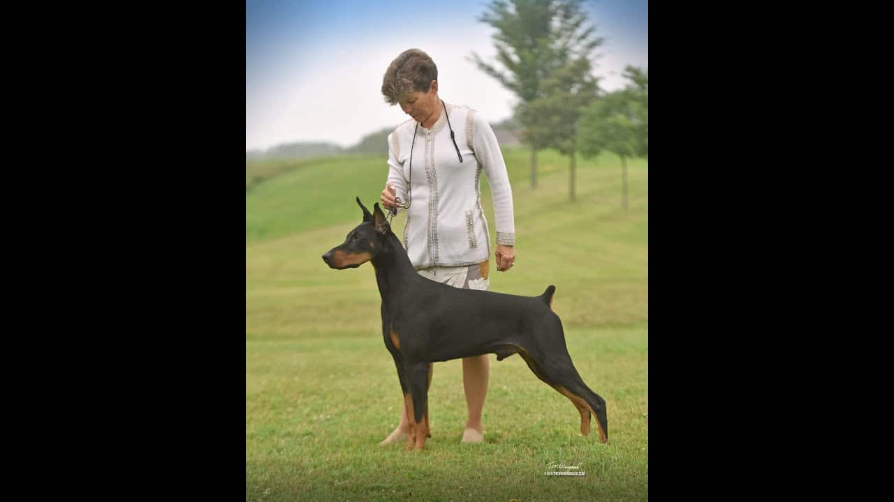 A woman is walking her dog in the grass.