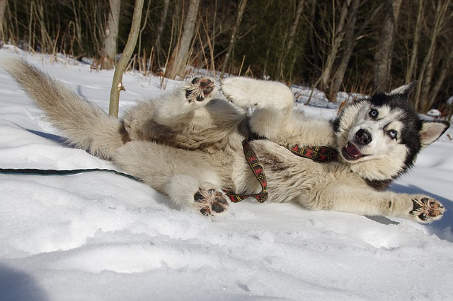 A dog laying in the snow with its head on his back.