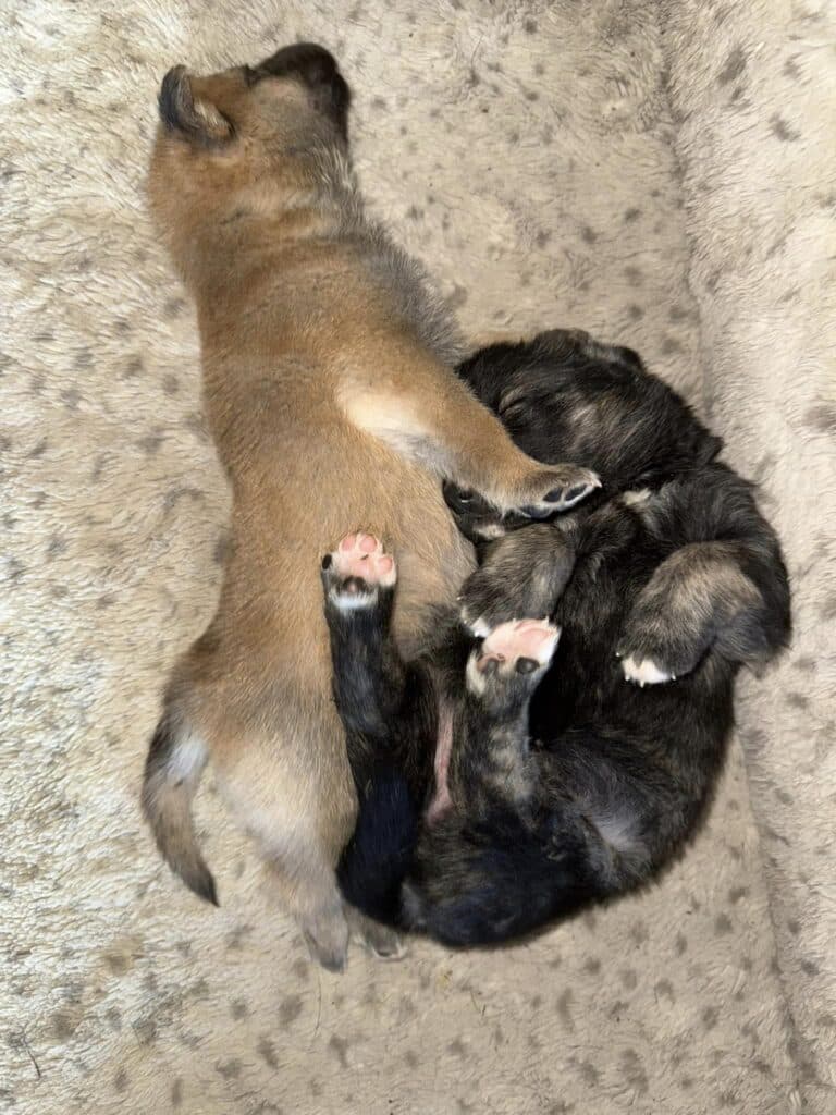 A cat and dog are laying on the floor.