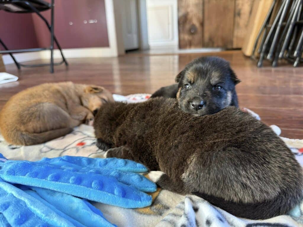 A dog and two cats laying on the floor