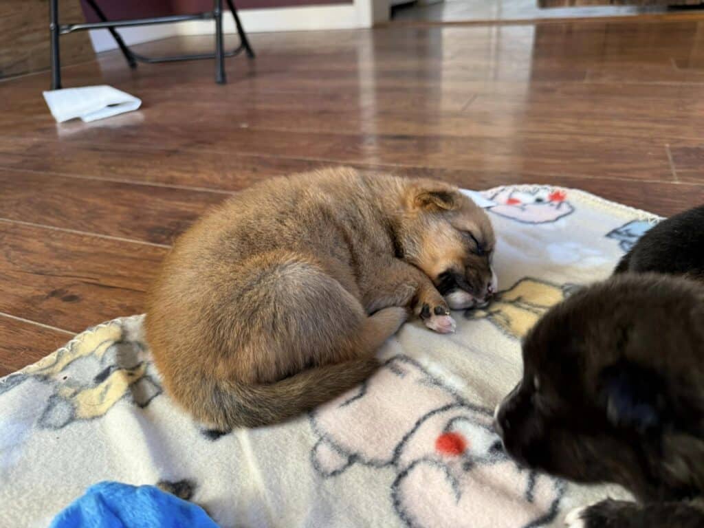 A cat is sleeping on the floor next to another cat.