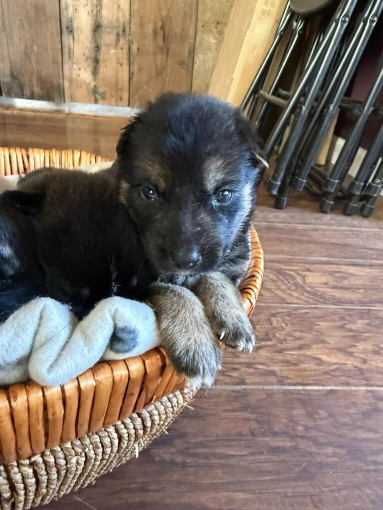 A puppy is laying in its basket on the floor.