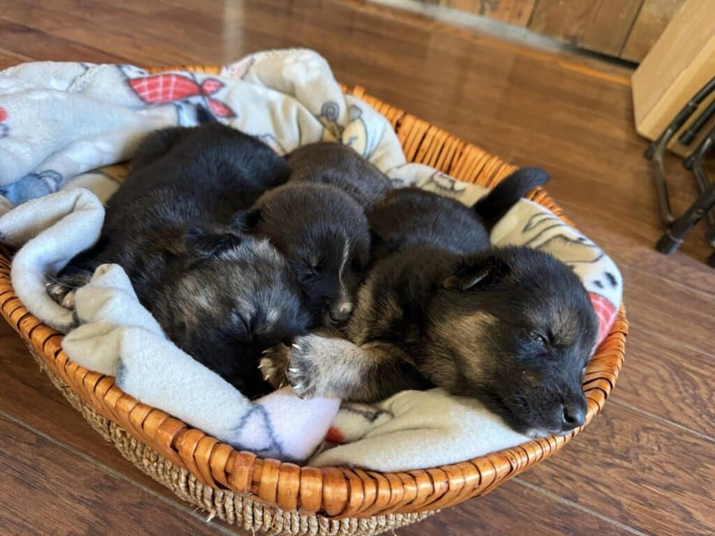 A basket of puppies sleeping in the middle of each other.