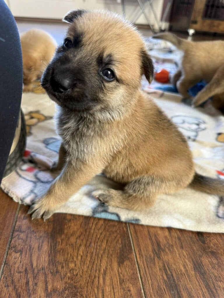 A puppy sitting on top of a blanket.
