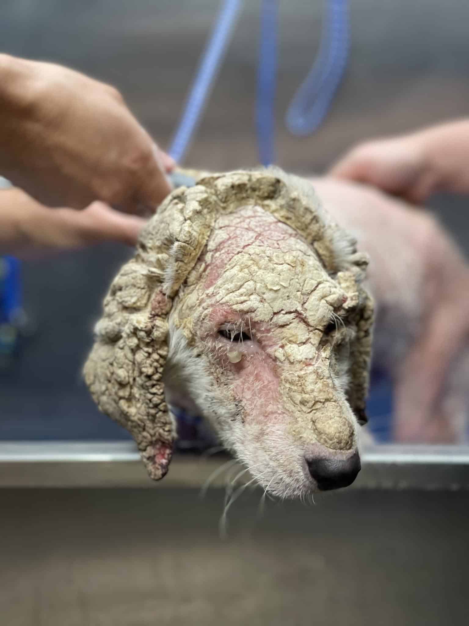 A dog being groomed by two people.