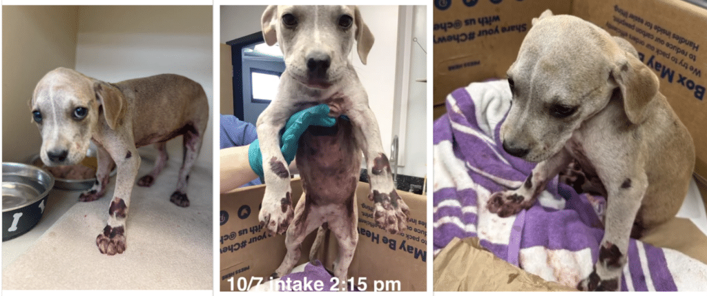 A dog is standing in the box and holding something.