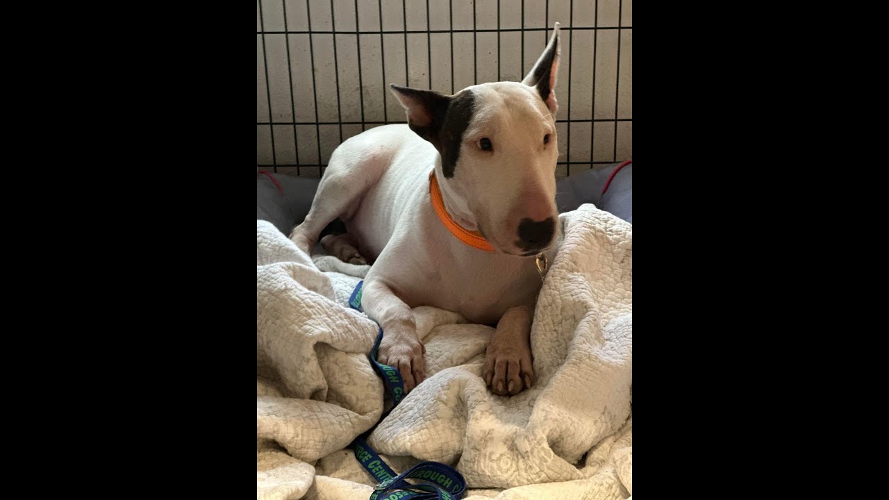 A dog laying on top of a blanket.