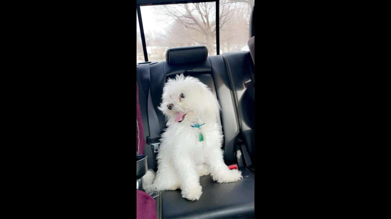 A white dog sitting in the back of a car.