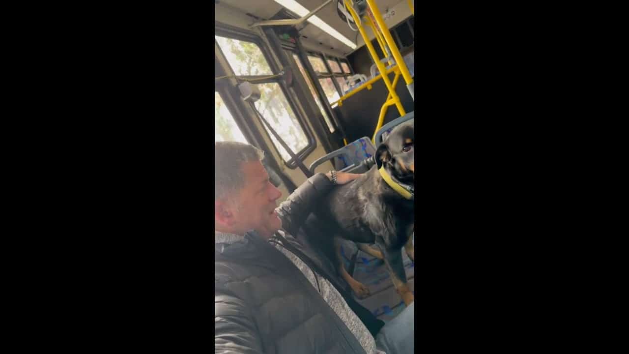 A dog is sitting on the seat of a bus.