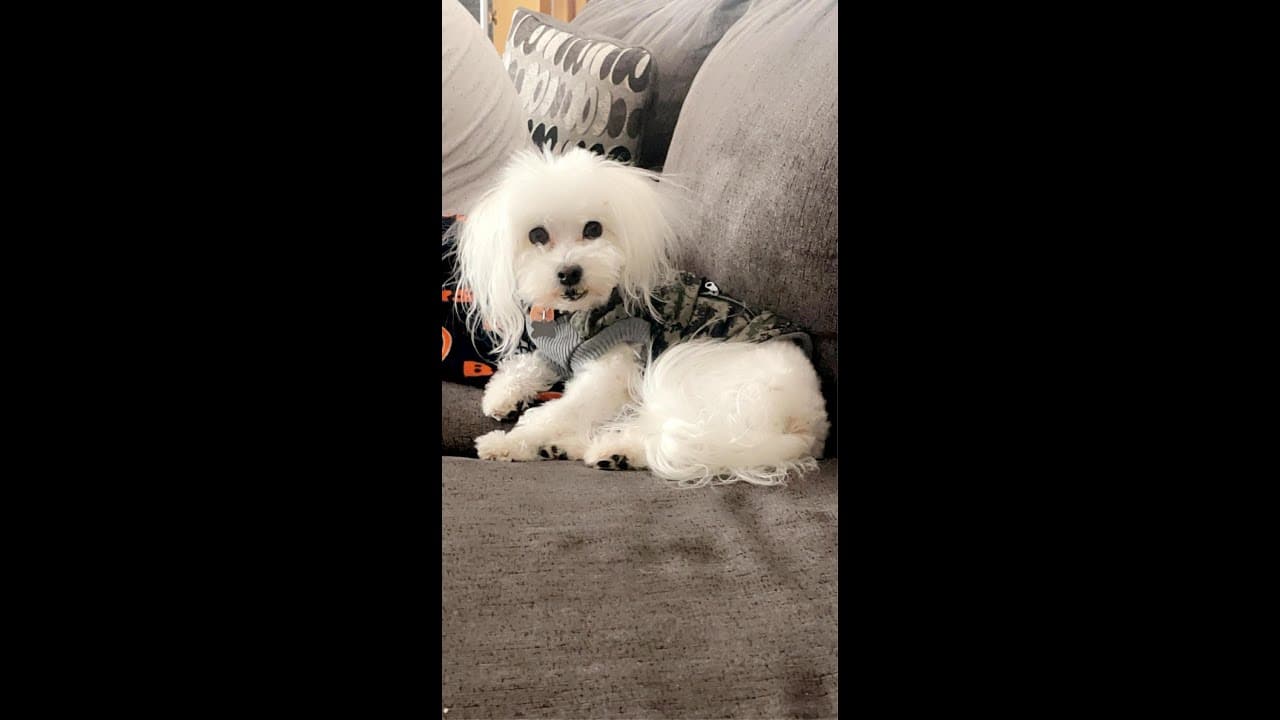 A white dog sitting on top of a couch.
