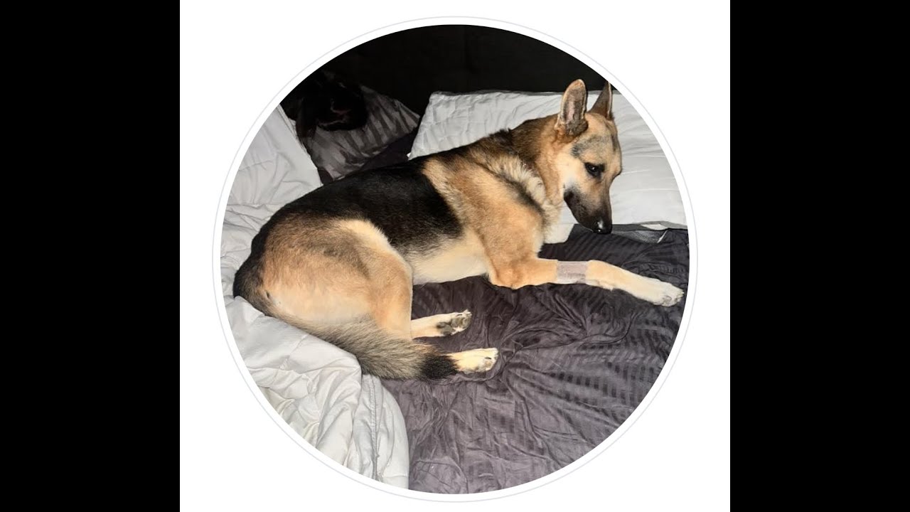 A dog laying on top of a bed.