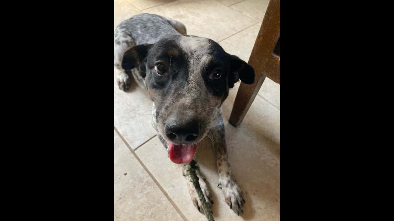 A dog laying on the floor with its tongue hanging out.