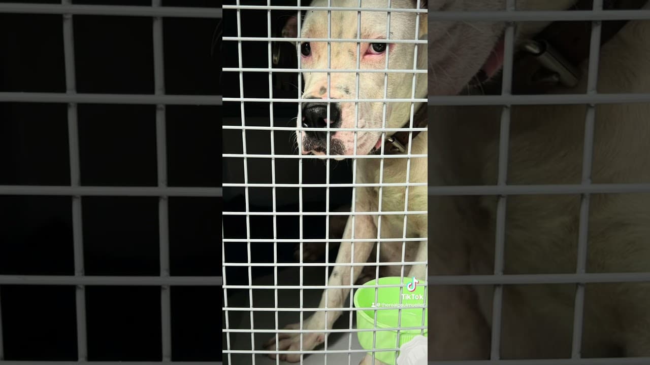 A dog in its cage looking out at the camera.