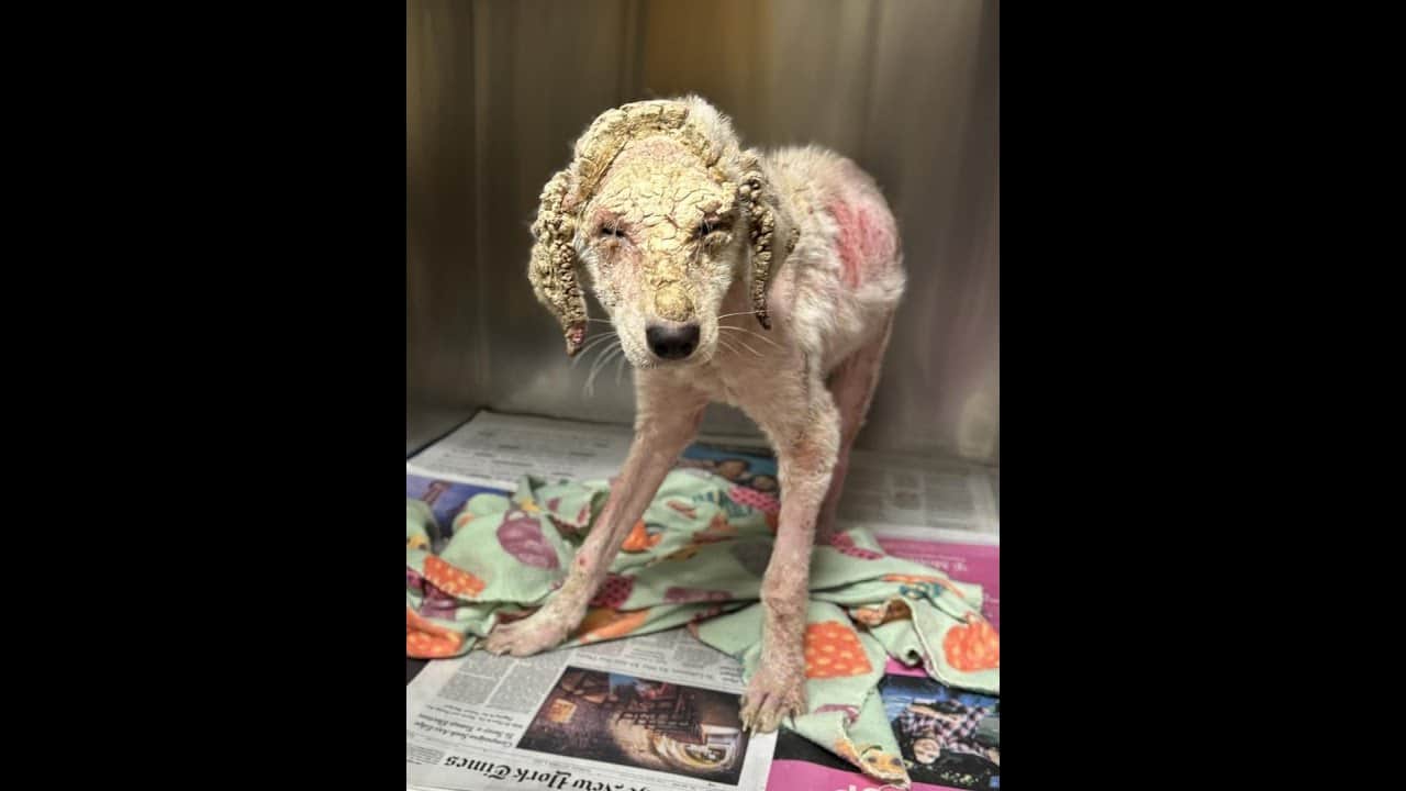 A dog with some type of hair dye on it's head.