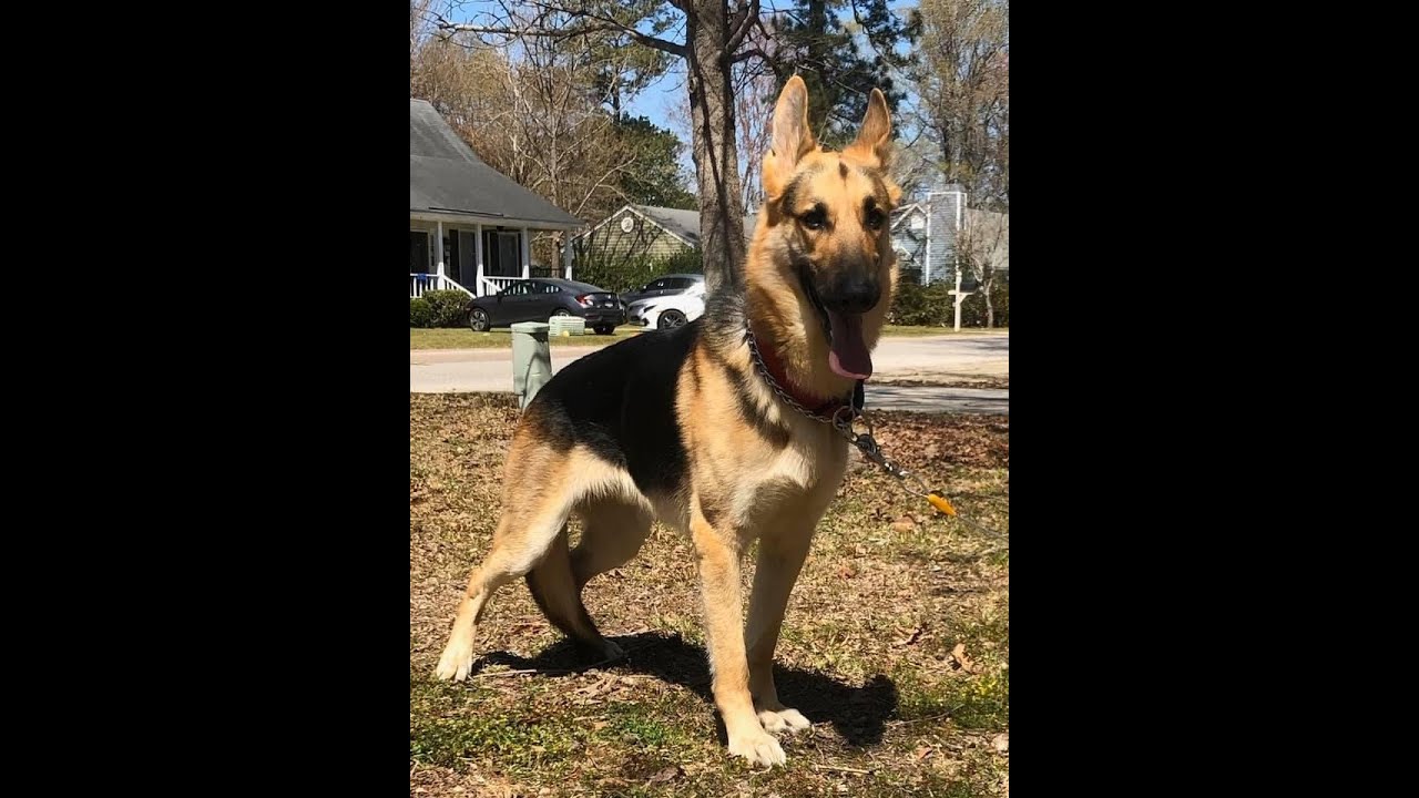 A german shepherd standing on top of a grass covered field.