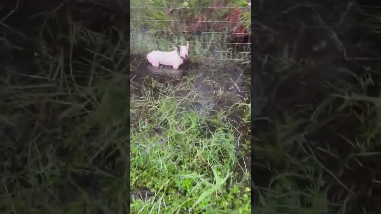 A white animal laying in the grass near some bushes.