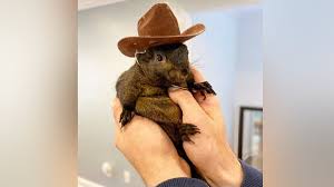 A person holding an animal wearing a hat.