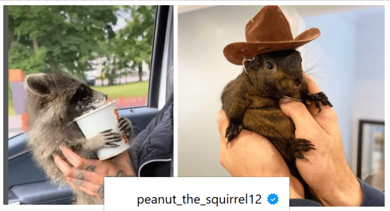 A squirrel is holding a hat and wearing a cowboy outfit.
