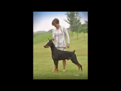 A woman and her dog are standing in the grass.