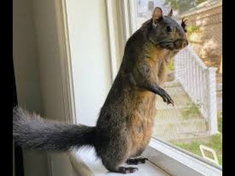 A squirrel sitting on top of a window sill.
