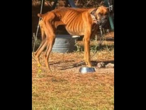 A dog standing on top of a metal bowl.