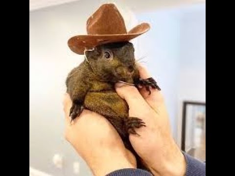A person holding an animal wearing a hat.