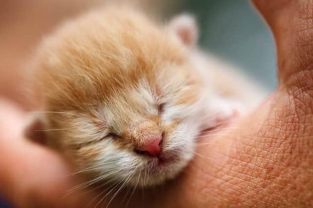 A close up of a cat sleeping on someone 's arm