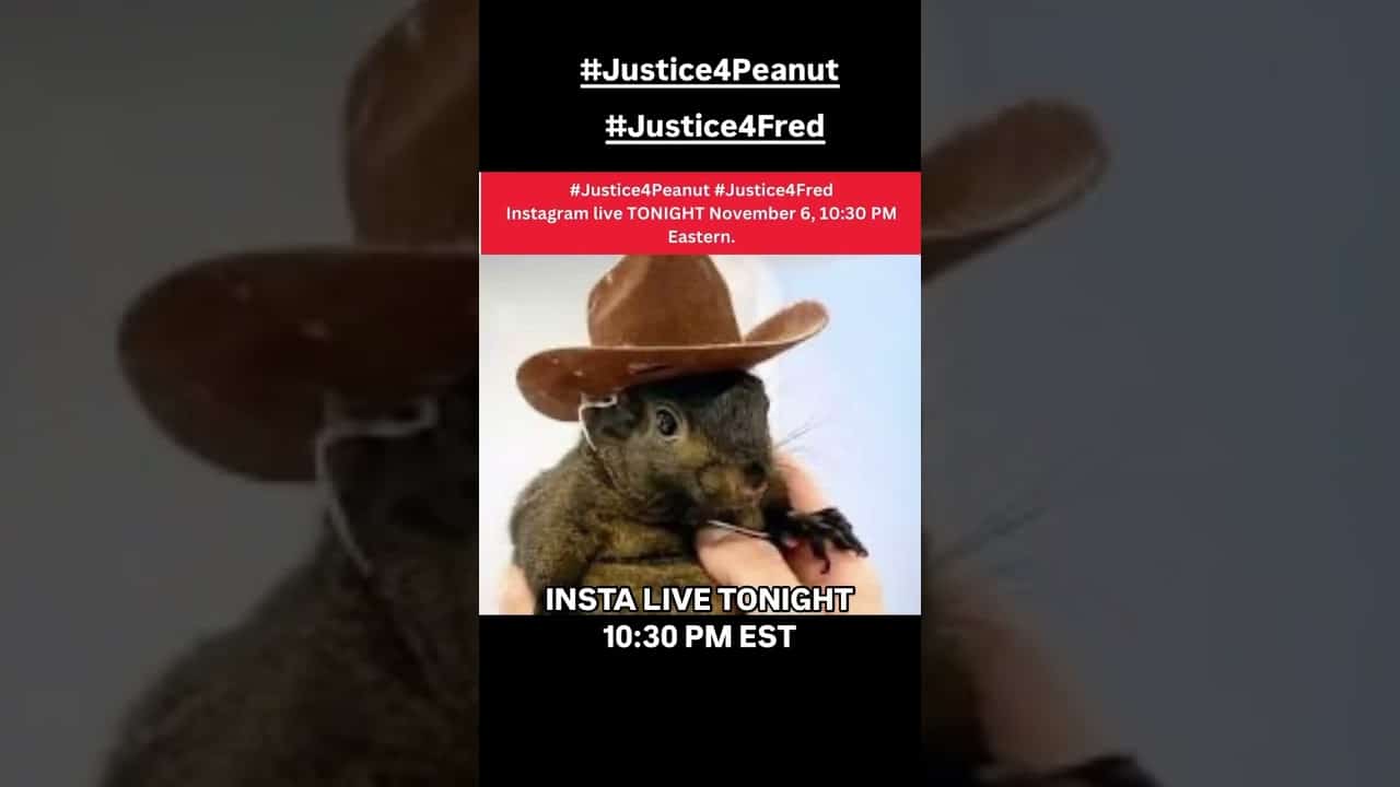 A squirrel wearing a cowboy hat and holding something.