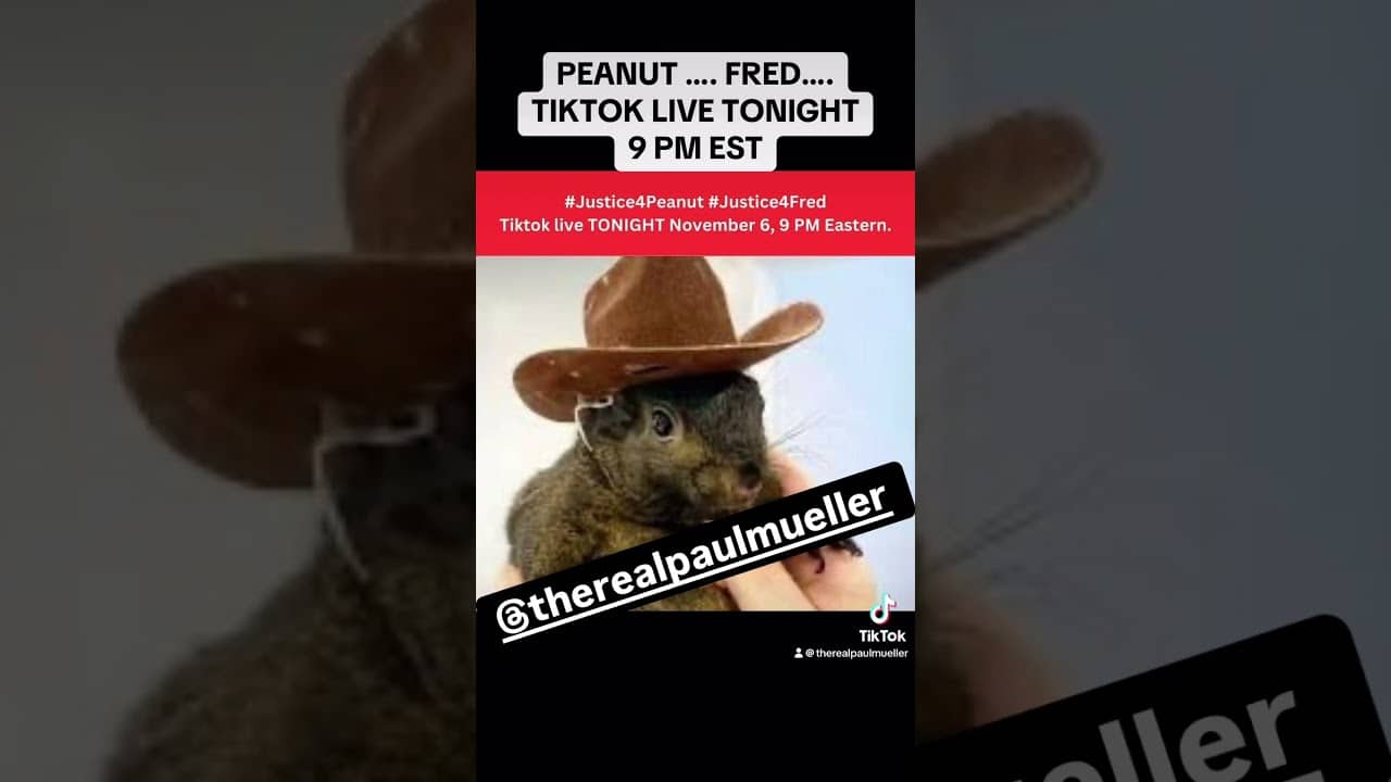A picture of a squirrel wearing a cowboy hat.