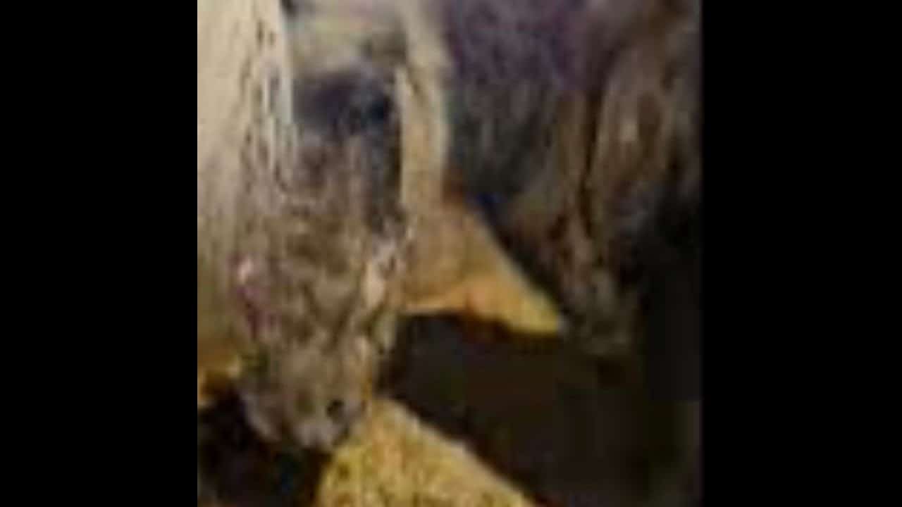 A close up of an animal in the dark