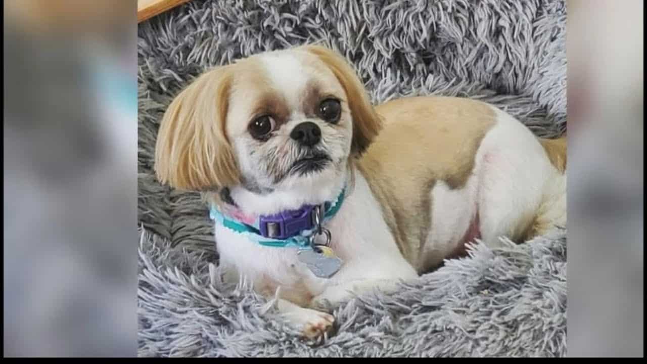 A dog that is laying down on the ground.