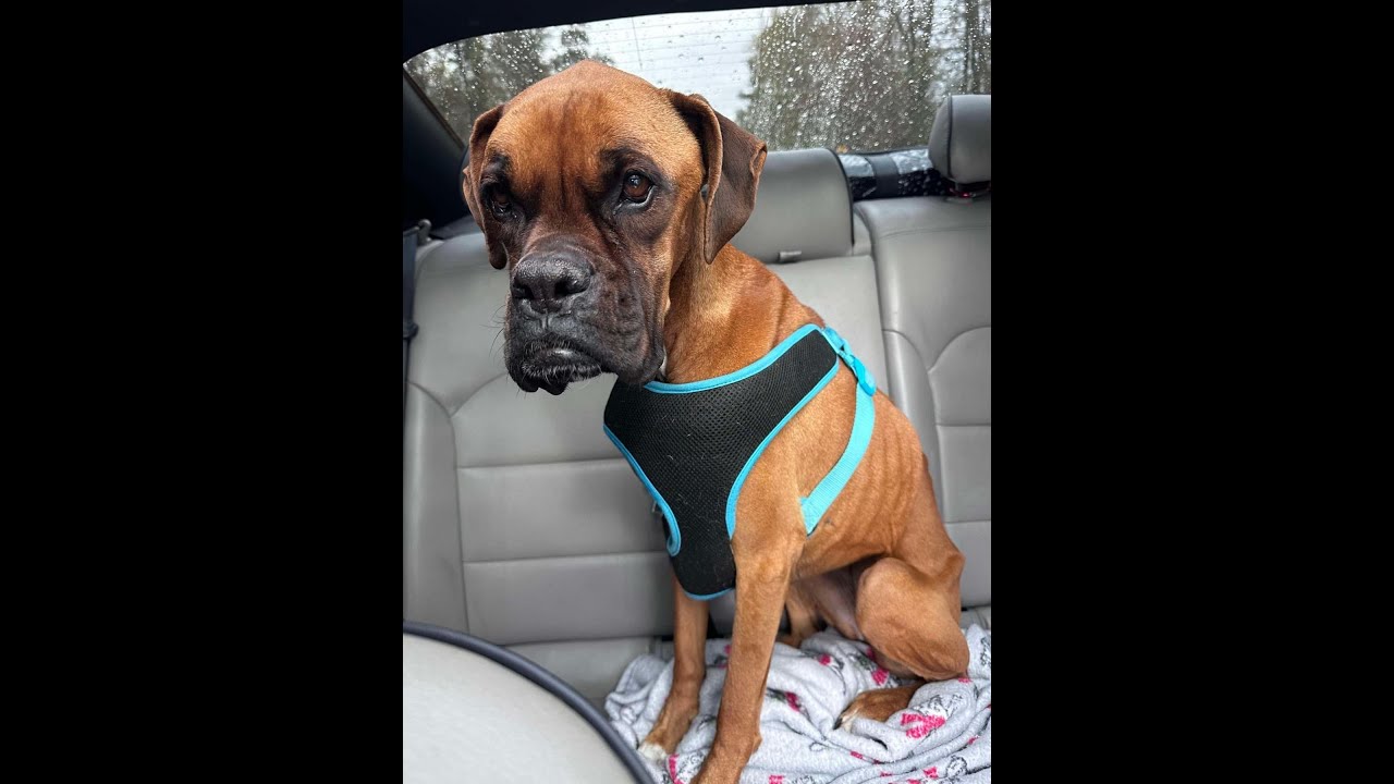 A dog sitting in the back of a car.