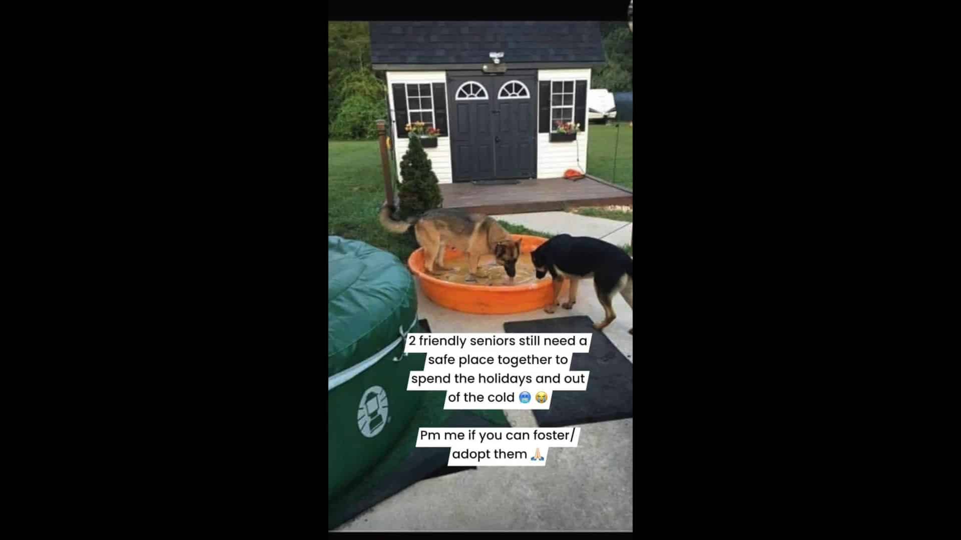 A dog and cat are sitting in an orange bowl.