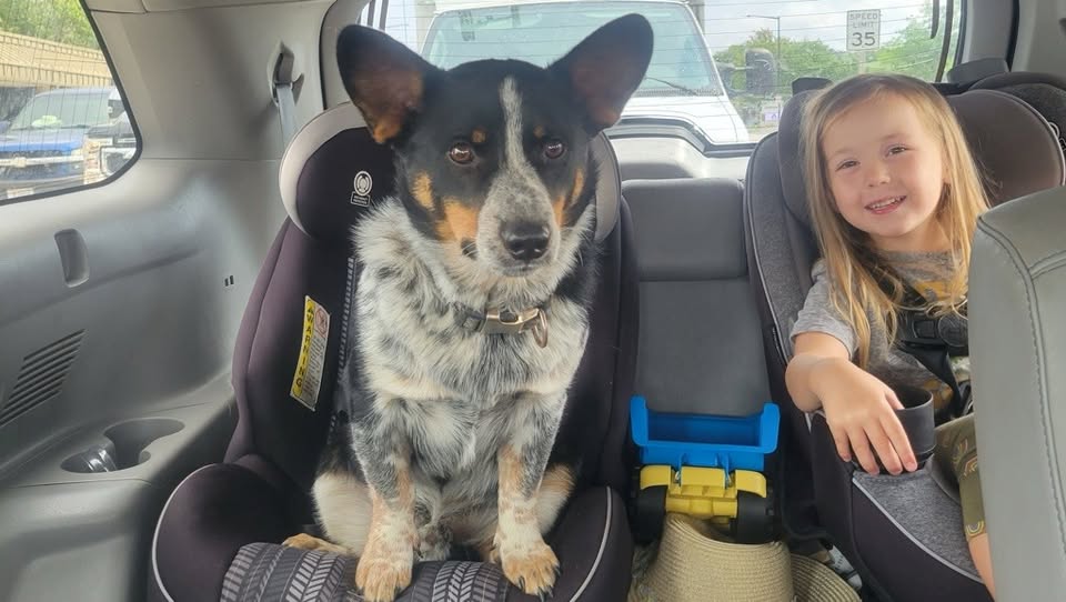 A dog sitting in the back of a car seat.
