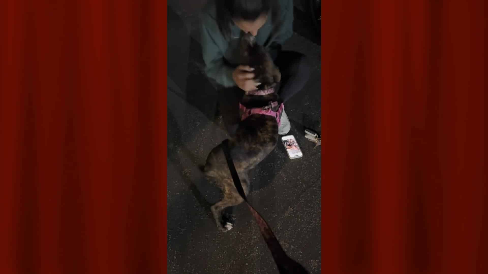 A man and his dog are standing on the street.