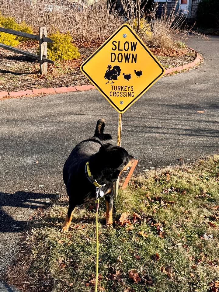 A dog standing next to a street sign.