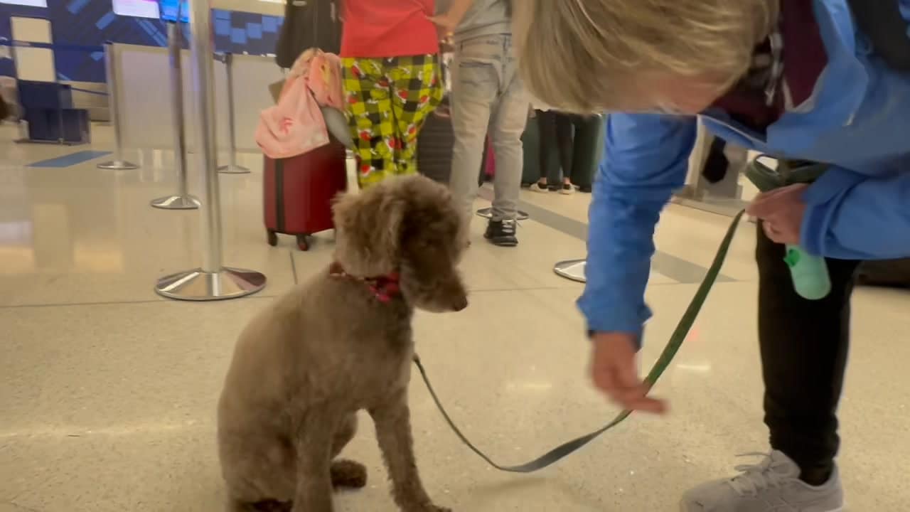 A dog sitting on the ground with its head down.