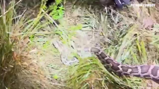 A snake is walking through the grass.