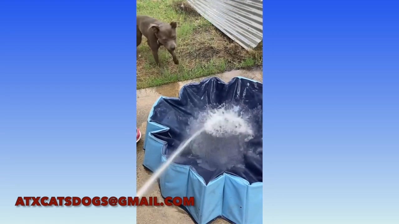 A dog is spraying water from its mouth.